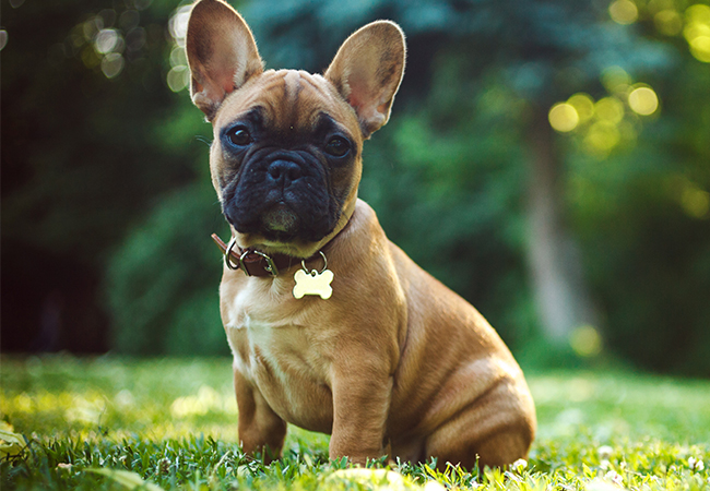 French shop bulldog nature