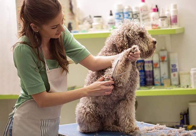 How to groom a dog | The ultimate guide to grooming your dog