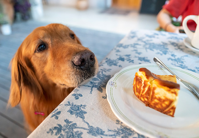 Top 10 food and drink items harmful for dogs