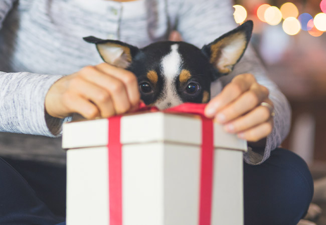 Top 10 holiday gifts for dog lovers