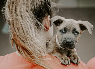 Shelter Spotlight: Humane Society of North Texas