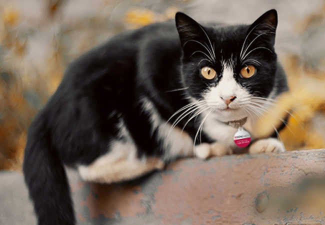 Finding a lost cat - tips and advice
