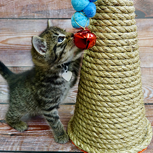 DIY Holiday Cat Scratcher
