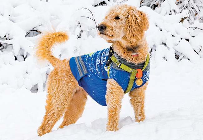 Preparing Your Pet for Winter