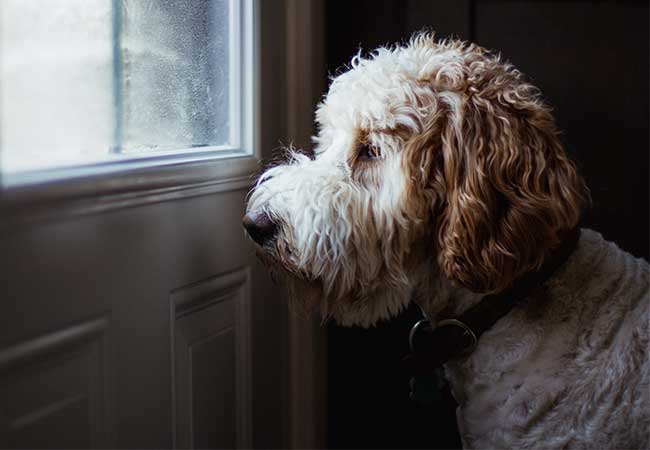 https://www.24petwatch.com/content/dam/24-petwatch/images/other/separation-anxiety-dog-preview.jpg