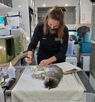 Kentucky Humane Society Surgery on Cat