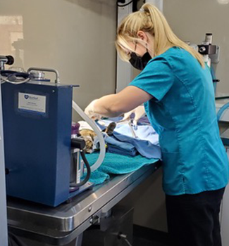 Kentucky Humane Society Surgery on Cat