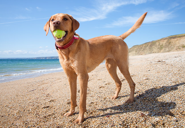 How to keep your pets healthy and safe this summer