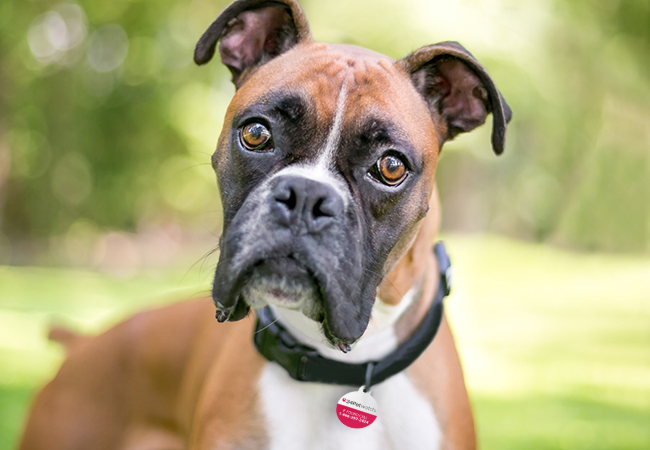 Brachycephalic boxer deals