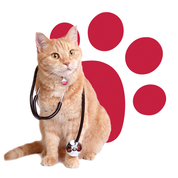 Cat wearing collar with tag and a doctor's stethoscope