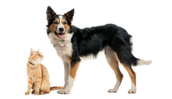The safest and most advanced pet tag on the market